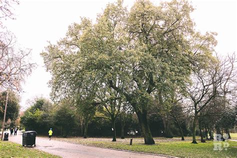 Vic Park Trees .